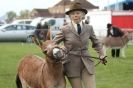Image 33 in AUTUMN SHOW. PETERBOROUGH SHOW GROUND OCT. 2012