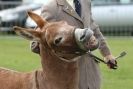 Image 34 in AUTUMN SHOW. PETERBOROUGH SHOW GROUND OCT. 2012
