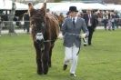 Image 35 in AUTUMN SHOW. PETERBOROUGH SHOW GROUND OCT. 2012