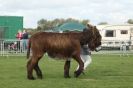 Image 38 in AUTUMN SHOW. PETERBOROUGH SHOW GROUND OCT. 2012