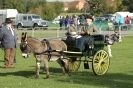 Image 42 in AUTUMN SHOW. PETERBOROUGH SHOW GROUND OCT. 2012