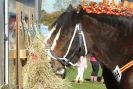 Image 5 in AUTUMN SHOW. PETERBOROUGH SHOW GROUND OCT. 2012