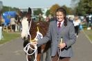 Image 51 in AUTUMN SHOW. PETERBOROUGH SHOW GROUND OCT. 2012