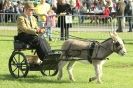 Image 9 in AUTUMN SHOW. PETERBOROUGH SHOW GROUND OCT. 2012