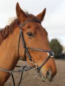 Image 53 in OVERA FARM STUD. 8. FEB. 2015.  SHOW JUMPING  CLASS 3.