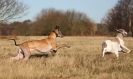 Image 11 in ROCKY AND OLEY AT WALBERSWICK  18 FEB 2015