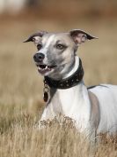 Image 15 in ROCKY AND OLEY AT WALBERSWICK  18 FEB 2015