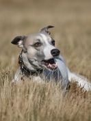 Image 20 in ROCKY AND OLEY AT WALBERSWICK  18 FEB 2015