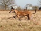 Image 9 in ROCKY AND OLEY AT WALBERSWICK  18 FEB 2015