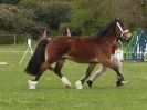 Image 33 in ADVENTURE RIDING CLUB SPRING SHOW 19 APRIL 2015