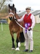 Image 74 in ADVENTURE RIDING CLUB SPRING SHOW 19 APRIL 2015