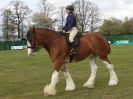 Image 10 in N & J HEAVY HORSES. ( SHIPMEADOW BECCLES ) DISPLAYING AT EAST ANGLIA GAME & COUNTRY FAIR 2015