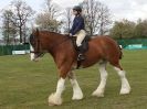 Image 10 in N & J HEAVY HORSES. ( SHIPMEADOW  BECCLES ) DISPLAYING AT EAST ANGLIA GAME & COUNTRY FAIR  2015