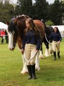 Image 11 in N & J HEAVY HORSES. ( SHIPMEADOW BECCLES ) DISPLAYING AT EAST ANGLIA GAME & COUNTRY FAIR 2015