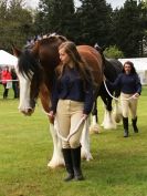 Image 11 in N & J HEAVY HORSES. ( SHIPMEADOW  BECCLES ) DISPLAYING AT EAST ANGLIA GAME & COUNTRY FAIR  2015