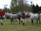 Image 13 in N & J HEAVY HORSES. ( SHIPMEADOW  BECCLES ) DISPLAYING AT EAST ANGLIA GAME & COUNTRY FAIR  2015