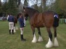 Image 15 in N & J HEAVY HORSES. ( SHIPMEADOW BECCLES ) DISPLAYING AT EAST ANGLIA GAME & COUNTRY FAIR 2015