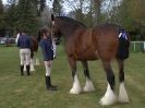 Image 15 in N & J HEAVY HORSES. ( SHIPMEADOW  BECCLES ) DISPLAYING AT EAST ANGLIA GAME & COUNTRY FAIR  2015