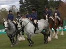 Image 16 in N & J HEAVY HORSES. ( SHIPMEADOW BECCLES ) DISPLAYING AT EAST ANGLIA GAME & COUNTRY FAIR 2015
