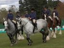 Image 16 in N & J HEAVY HORSES. ( SHIPMEADOW  BECCLES ) DISPLAYING AT EAST ANGLIA GAME & COUNTRY FAIR  2015