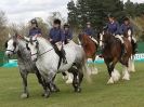 Image 17 in N & J HEAVY HORSES. ( SHIPMEADOW  BECCLES ) DISPLAYING AT EAST ANGLIA GAME & COUNTRY FAIR  2015