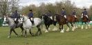 Image 2 in N & J HEAVY HORSES. ( SHIPMEADOW BECCLES ) DISPLAYING AT EAST ANGLIA GAME & COUNTRY FAIR 2015