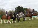 Image 21 in N & J HEAVY HORSES. ( SHIPMEADOW  BECCLES ) DISPLAYING AT EAST ANGLIA GAME & COUNTRY FAIR  2015