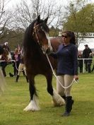 Image 22 in N & J HEAVY HORSES. ( SHIPMEADOW BECCLES ) DISPLAYING AT EAST ANGLIA GAME & COUNTRY FAIR 2015