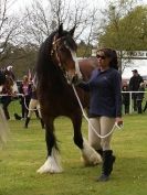 Image 22 in N & J HEAVY HORSES. ( SHIPMEADOW  BECCLES ) DISPLAYING AT EAST ANGLIA GAME & COUNTRY FAIR  2015