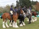 Image 23 in N & J HEAVY HORSES. ( SHIPMEADOW BECCLES ) DISPLAYING AT EAST ANGLIA GAME & COUNTRY FAIR 2015