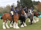 Image 23 in N & J HEAVY HORSES. ( SHIPMEADOW  BECCLES ) DISPLAYING AT EAST ANGLIA GAME & COUNTRY FAIR  2015