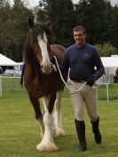 Image 24 in N & J HEAVY HORSES. ( SHIPMEADOW BECCLES ) DISPLAYING AT EAST ANGLIA GAME & COUNTRY FAIR 2015