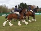 Image 26 in N & J HEAVY HORSES. ( SHIPMEADOW BECCLES ) DISPLAYING AT EAST ANGLIA GAME & COUNTRY FAIR 2015