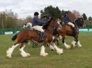 Image 26 in N & J HEAVY HORSES. ( SHIPMEADOW  BECCLES ) DISPLAYING AT EAST ANGLIA GAME & COUNTRY FAIR  2015