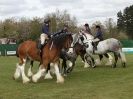 Image 27 in N & J HEAVY HORSES. ( SHIPMEADOW  BECCLES ) DISPLAYING AT EAST ANGLIA GAME & COUNTRY FAIR  2015