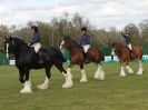 Image 28 in N & J HEAVY HORSES. ( SHIPMEADOW  BECCLES ) DISPLAYING AT EAST ANGLIA GAME & COUNTRY FAIR  2015