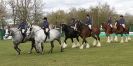 Image 3 in N & J HEAVY HORSES. ( SHIPMEADOW  BECCLES ) DISPLAYING AT EAST ANGLIA GAME & COUNTRY FAIR  2015