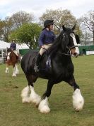 Image 30 in N & J HEAVY HORSES. ( SHIPMEADOW  BECCLES ) DISPLAYING AT EAST ANGLIA GAME & COUNTRY FAIR  2015