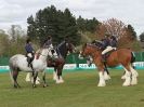 Image 31 in N & J HEAVY HORSES. ( SHIPMEADOW  BECCLES ) DISPLAYING AT EAST ANGLIA GAME & COUNTRY FAIR  2015