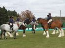 Image 32 in N & J HEAVY HORSES. ( SHIPMEADOW  BECCLES ) DISPLAYING AT EAST ANGLIA GAME & COUNTRY FAIR  2015