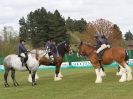 Image 34 in N & J HEAVY HORSES. ( SHIPMEADOW BECCLES ) DISPLAYING AT EAST ANGLIA GAME & COUNTRY FAIR 2015