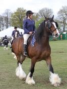 Image 35 in N & J HEAVY HORSES. ( SHIPMEADOW  BECCLES ) DISPLAYING AT EAST ANGLIA GAME & COUNTRY FAIR  2015