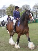 Image 35 in N & J HEAVY HORSES. ( SHIPMEADOW BECCLES ) DISPLAYING AT EAST ANGLIA GAME & COUNTRY FAIR 2015