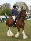 Image 36 in N & J HEAVY HORSES. ( SHIPMEADOW BECCLES ) DISPLAYING AT EAST ANGLIA GAME & COUNTRY FAIR 2015