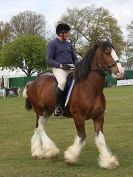 Image 36 in N & J HEAVY HORSES. ( SHIPMEADOW  BECCLES ) DISPLAYING AT EAST ANGLIA GAME & COUNTRY FAIR  2015