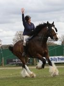 Image 39 in N & J HEAVY HORSES. ( SHIPMEADOW BECCLES ) DISPLAYING AT EAST ANGLIA GAME & COUNTRY FAIR 2015