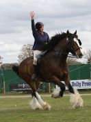 Image 39 in N & J HEAVY HORSES. ( SHIPMEADOW  BECCLES ) DISPLAYING AT EAST ANGLIA GAME & COUNTRY FAIR  2015