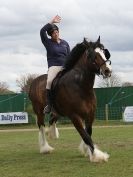 Image 41 in N & J HEAVY HORSES. ( SHIPMEADOW  BECCLES ) DISPLAYING AT EAST ANGLIA GAME & COUNTRY FAIR  2015