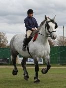 Image 43 in N & J HEAVY HORSES. ( SHIPMEADOW BECCLES ) DISPLAYING AT EAST ANGLIA GAME & COUNTRY FAIR 2015