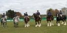 Image 45 in N & J HEAVY HORSES. ( SHIPMEADOW BECCLES ) DISPLAYING AT EAST ANGLIA GAME & COUNTRY FAIR 2015